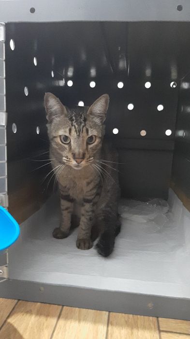 Caixa de transporte PET / Kennel Tamanho 5