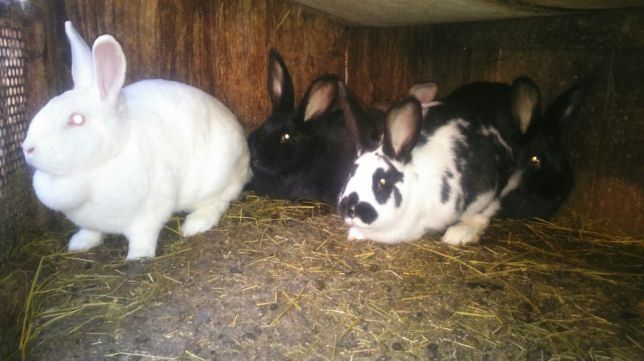 Кролики кролі строкач 2міс