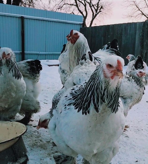 Продам инкубационное яйцо курей породы Брама светлая (Колумбия)