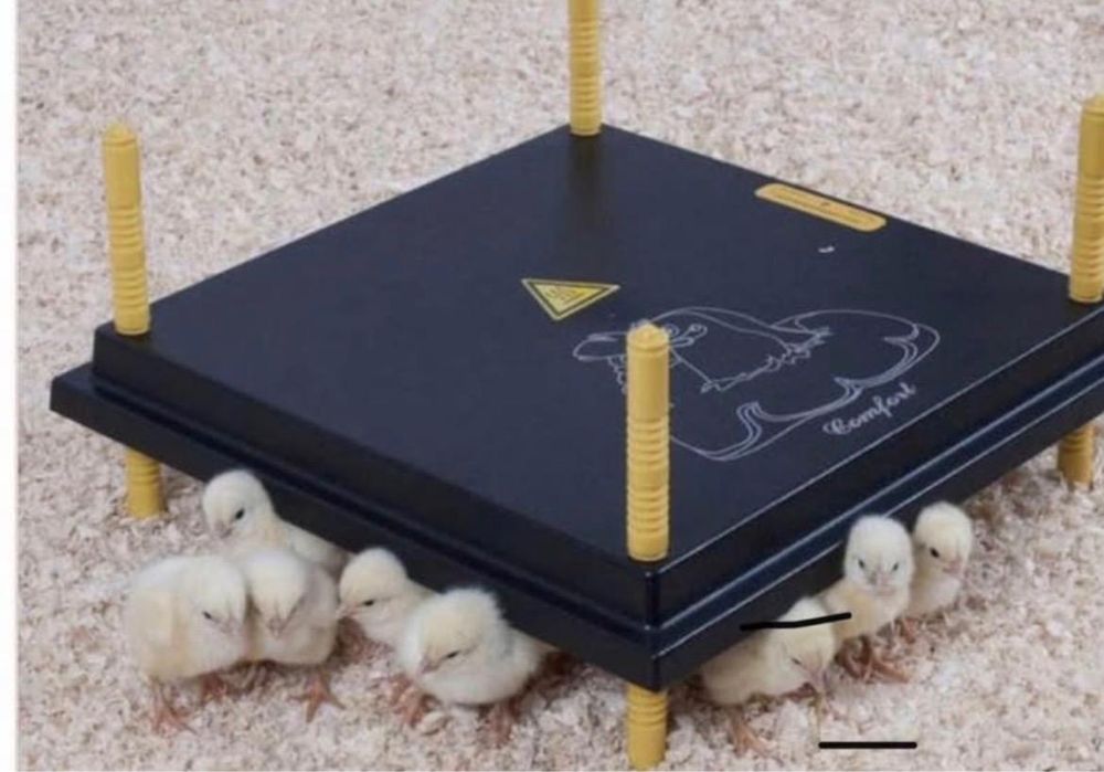 Placa Aquecimento Para Pintos