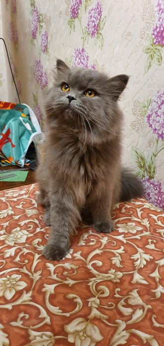 Шотландский прямоухий страйд вязка котов