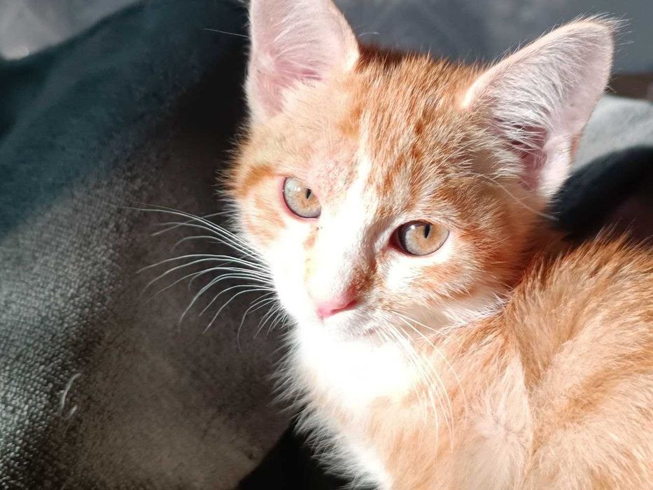 Ласковая и игривая кошечка Ася ищет заботливые руки