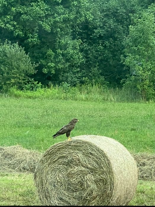 Siano w balach 2025 mozliwy transport