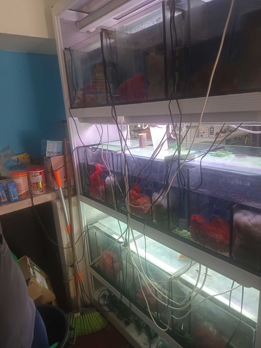 Aquários, Bateria de 9 Aquários