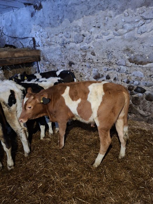 Byczki Jałówki odsadki żeruny cielaki