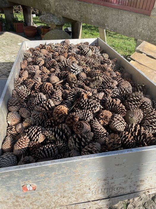 Pinhas para venda