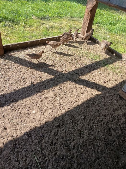 Sprzedam młode bażanty łowne polne