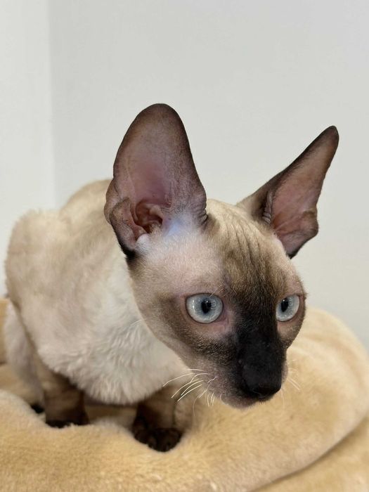 CORNISH REX - Dostępny kocurek o imieniu FENDI Hodowla: MatiMalwa*PL