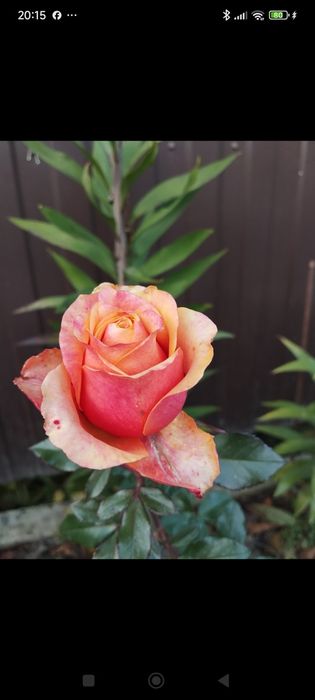 Троянда  дворічна, роза