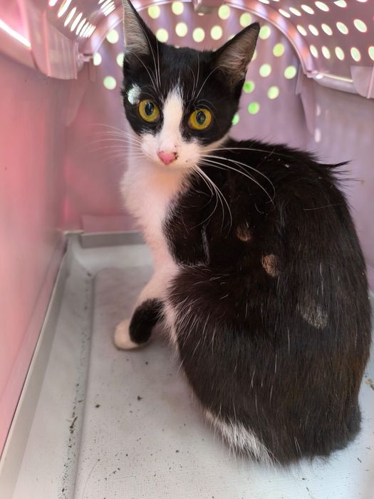 Czy wydarzy się cud i kotki ktoś pokocha?..