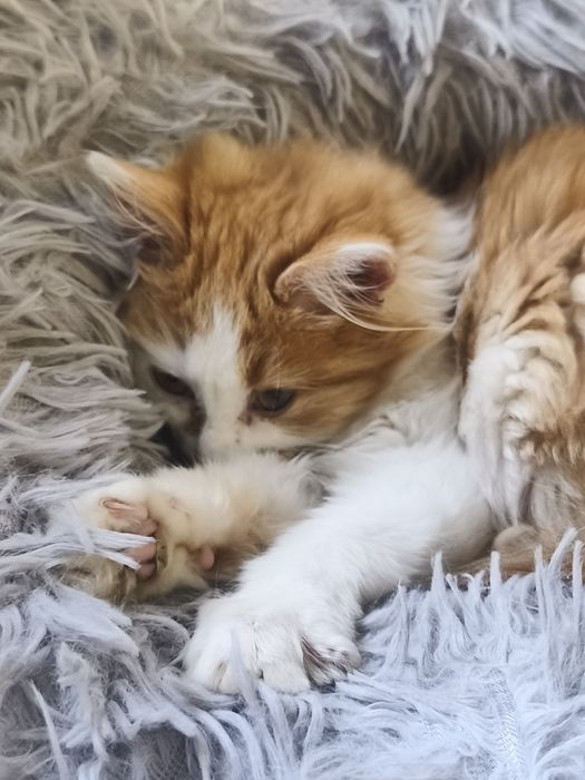 Віддам в добрі руки