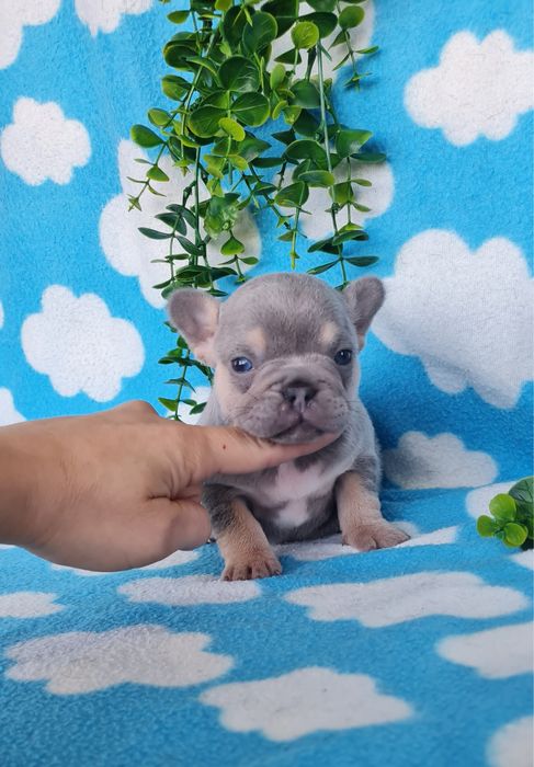 Estupenda menina Bulldog/Bouledog/Buldogue Francês de Qualidade