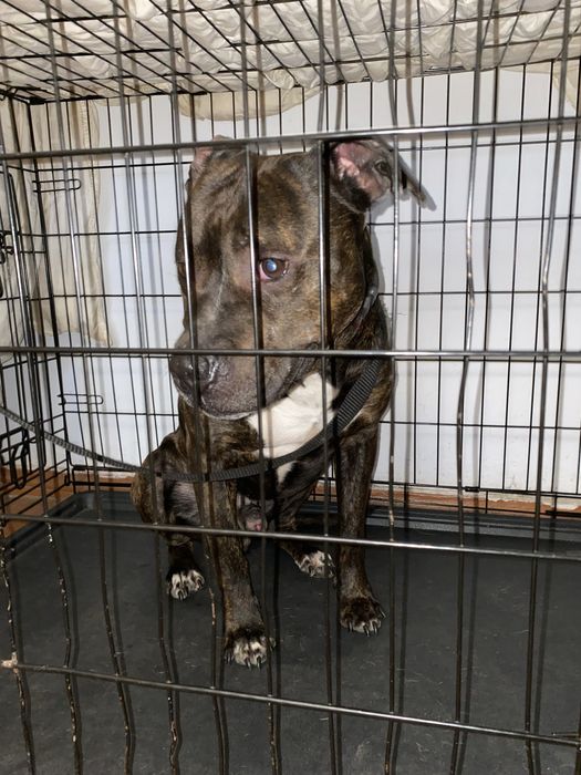 Питбуль срочно ищет дом!!!