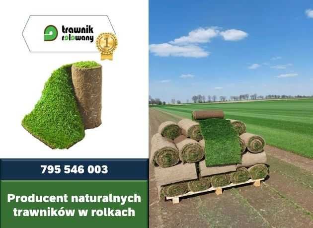 Trawa w rolkach, trawa z rolki 1 gatunek Premium