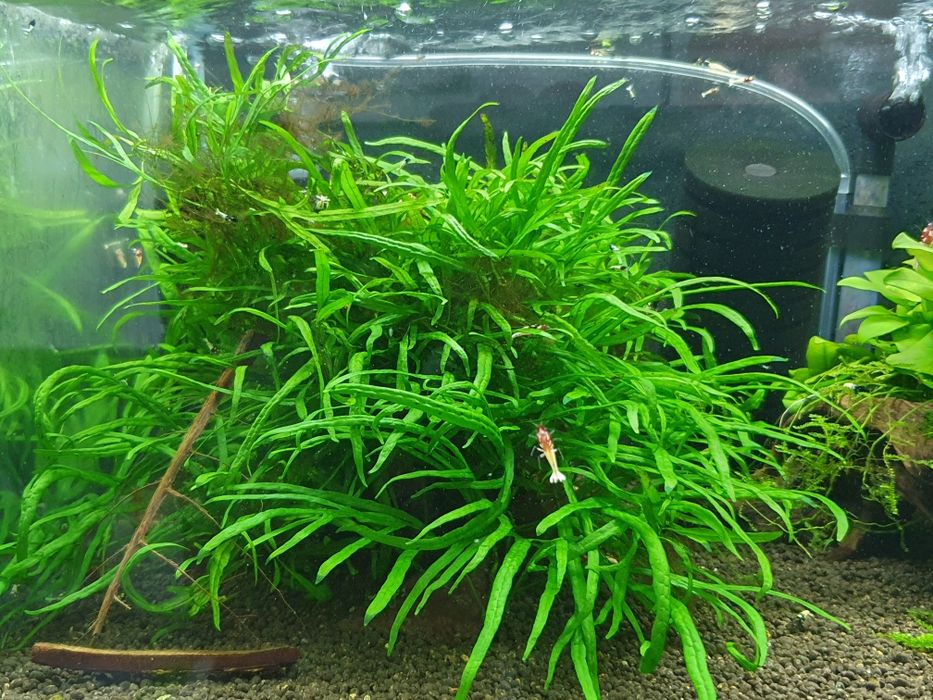 Microsorium, rośliny akwariowe.