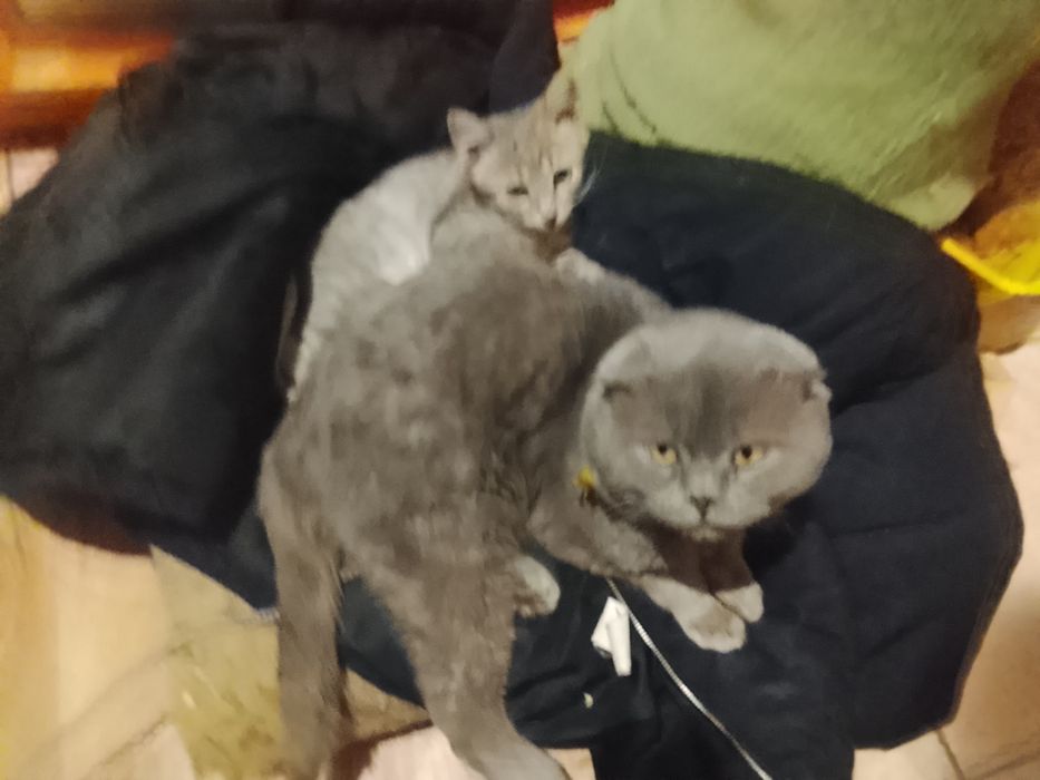 Продам или отдам котят