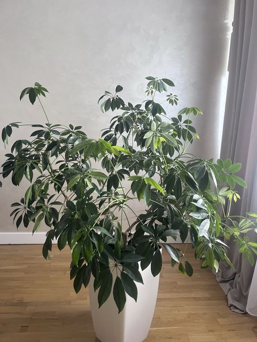 Шефлера кімнатна