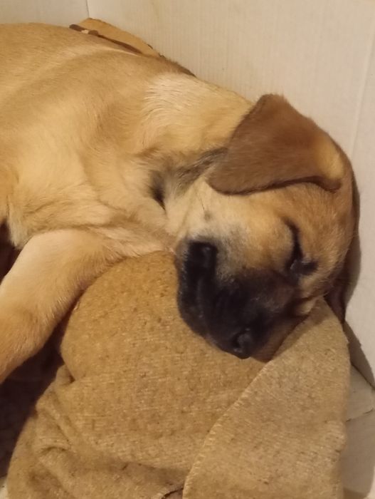 Filhote Rafeiro Alentejano