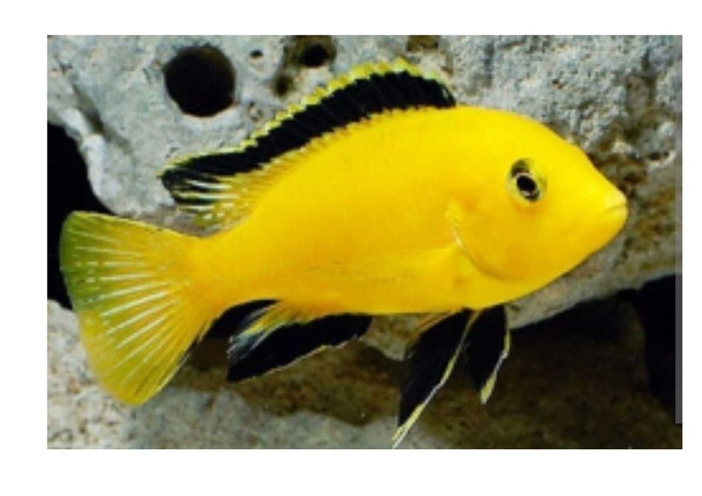 Еллоу, L 144 (снежинка), L 201, L 270,  гуппи желтая перламутровая