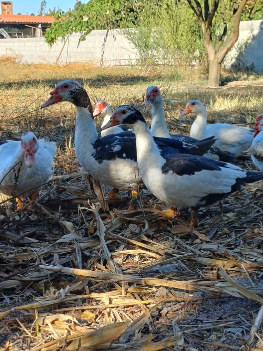 Patos/as para venda