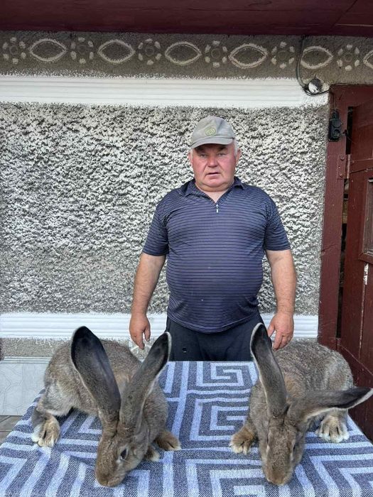 Кролі та кроленята