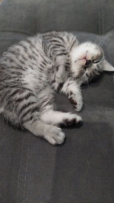 Кошеня Шотландське Скотіш страйт