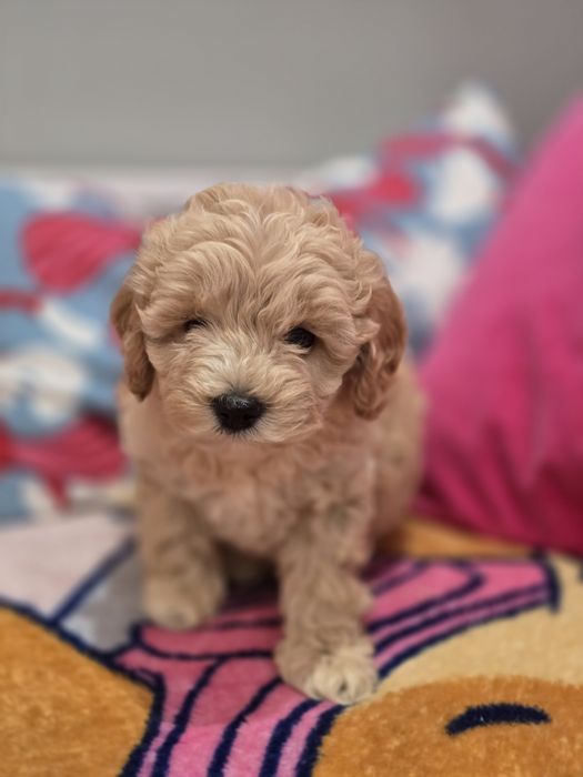Piesek maltipoo!