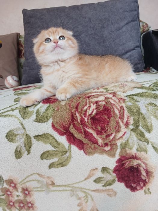 Золотая шиншилла. Вислоухий мальчик.