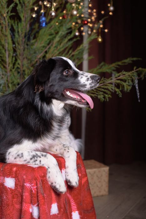 Цуценята бордер коллі Бордер колли Бордер колі