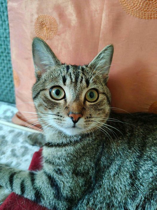 Kotek do adopcji