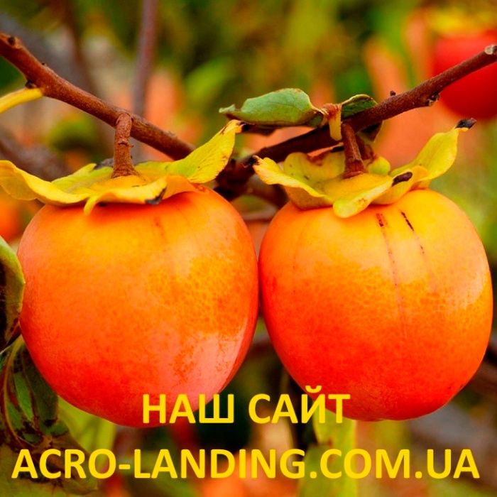 Саджанці зимостійкої щепленої Хурми - самоплідна! +Подарунок, інструкц