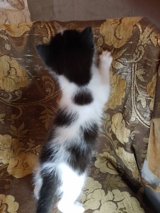 КОТЯТА МЕТИСЫ  в добрые руки