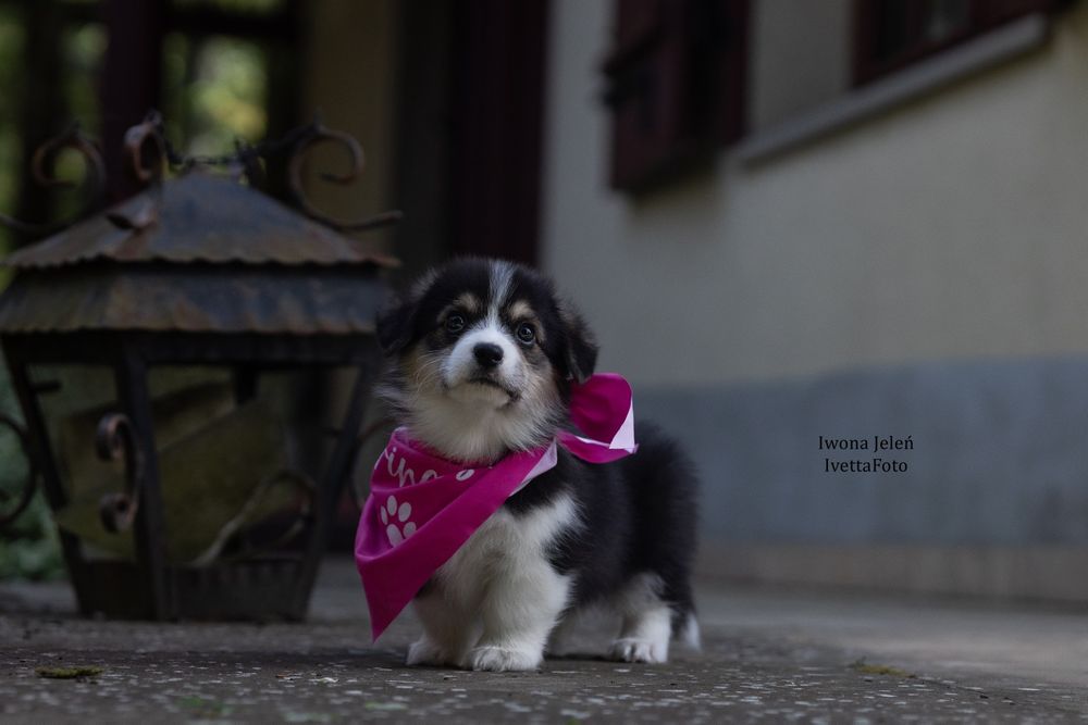 Welsh Corgi Pembroke, ten który Cię pokocha