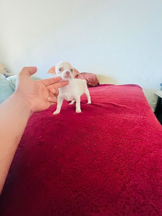 Chihuahua macho de pelo curto