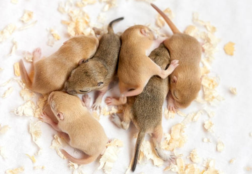 Мышки кормовые продаж