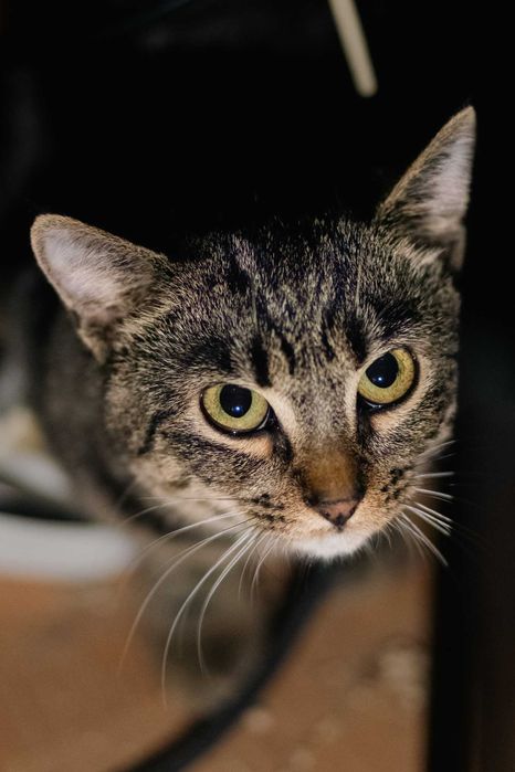 Kupimir szuka domu! Fundacja "Stawiamy na Łapy"