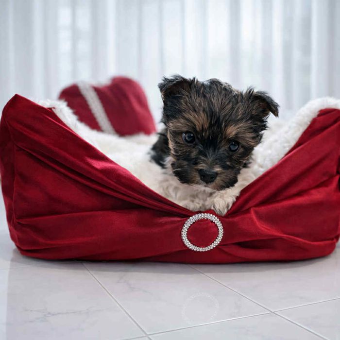 Urocza dziewczynka Yorkshire Terrier Biewer szuka nowego domu