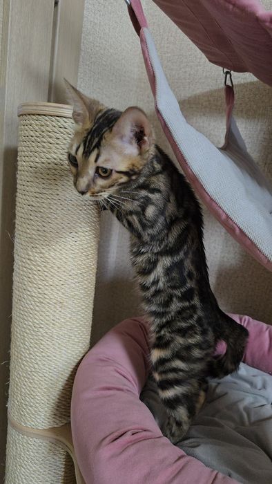 Бенгалська дівчинка