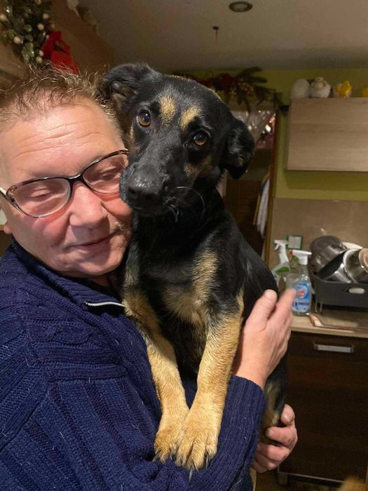 Kalina i Karuś (adoptowany) - psie podrostki do adopcji.