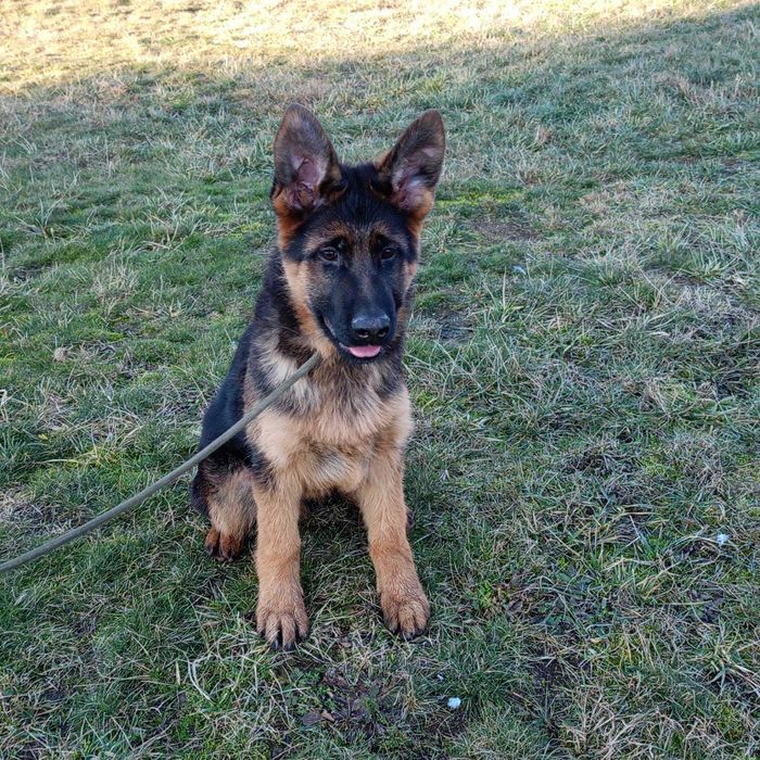 Owczarek Niemiecki FCI