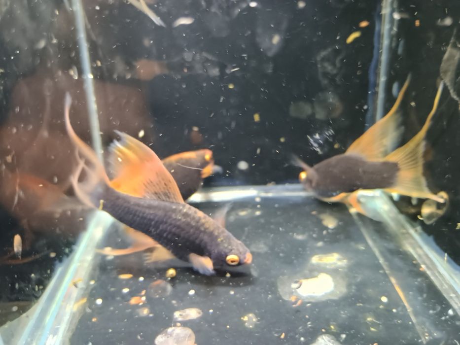 SAMICE Mieczyka HAMBURG LIRA  Xiphophorus helleri HAMBURGI