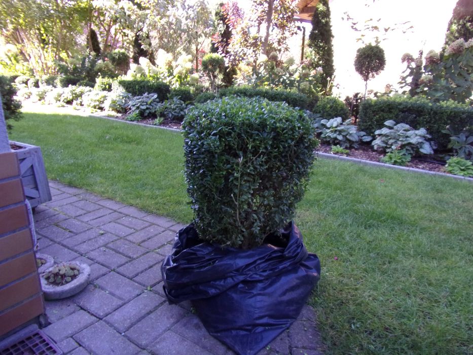 kula bukszpan duży 70x65cm odbiór Olsztyn gratisy