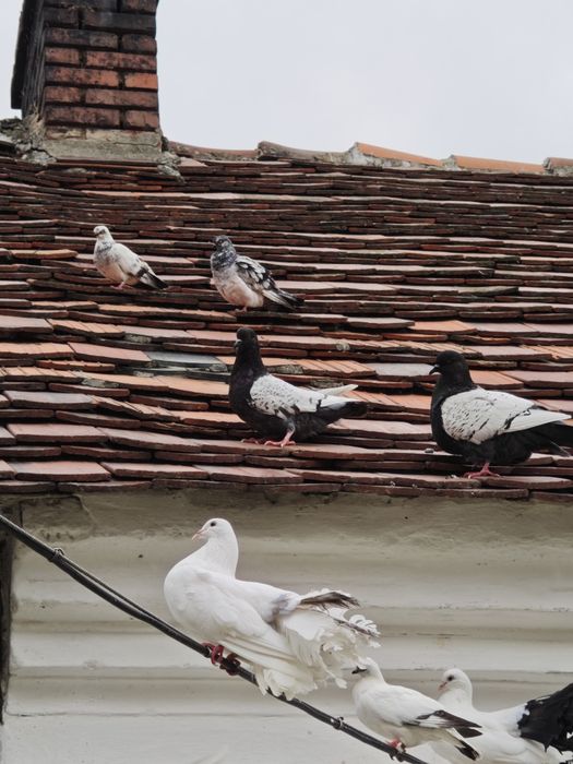 Gołębie. Rysie, Pawiki, Szymle