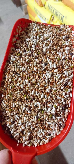 Karma Dieta Champion Proteinowa dla gołębi