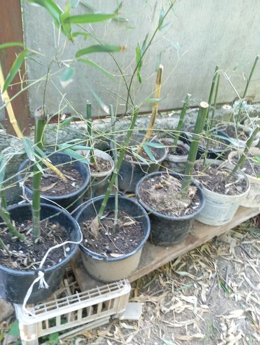 Бамбук морозостойкий