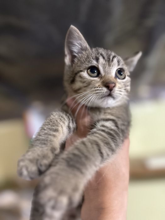 Adopcja wrzesień/paźdz. Małe kocie serduszka wypatrują kochającego domu