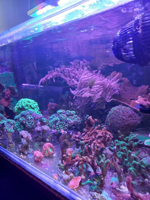 Akwarium morskie koralowce
