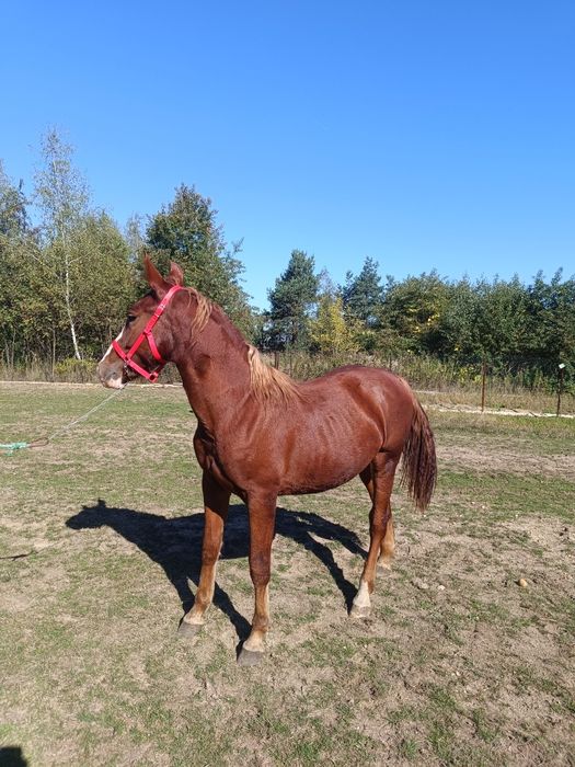 Sprzedam klacz PKS