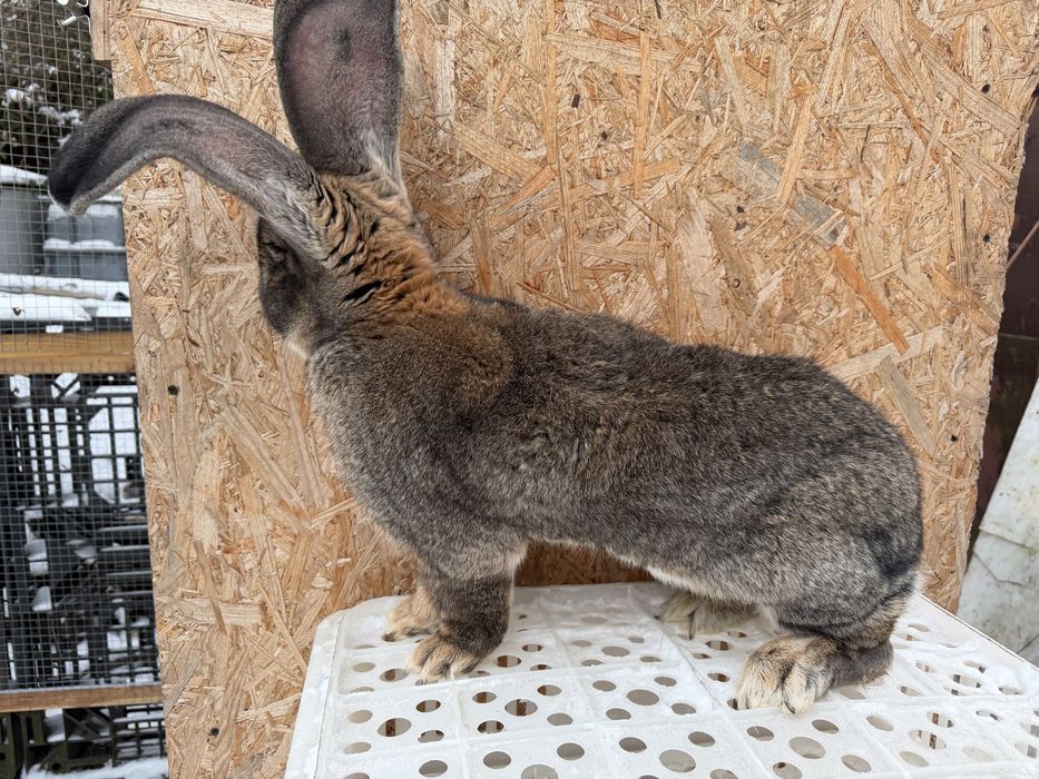 Królik belgijski z rodowodem samiec