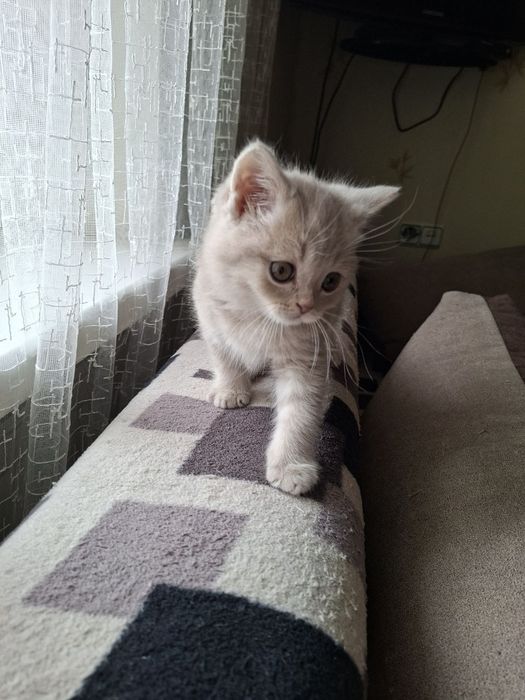 Грайливі кошенята